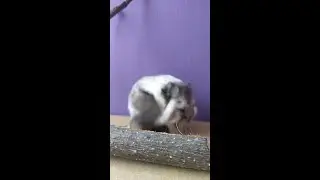 Cute Hamster Cleaning itself ❤️🤗#short #shorts #cutehamster #hamster #hamsterlucu
