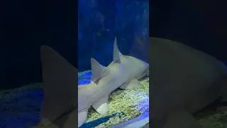 Shark in Sea Life Aquarium,  Benalmadena, Spain - Best Places to visit Malaga part 5  #benalmadena