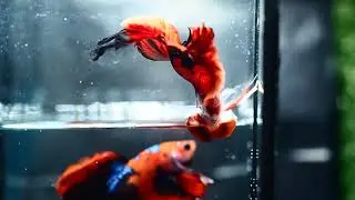 P1010152