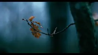Moody Forest Macro | Helios 40-2-H 85mm | Distant Village Sounds