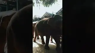 Pinnawala Elephant Orphanage, is a captive breeding and conservation institute.