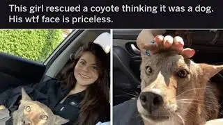 This girl rescued a coyote thinking it was a dog