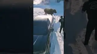 Dog protect owner ❤️...#pitbull #germanshepheard #protection #ytshorts #dogowner #dogs #labrador