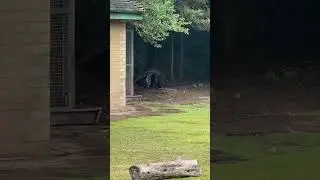 Anteater
