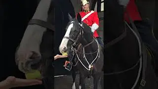 HORSE BITES THE APPLE IN HALF. CANADIAN KINGS GUARD #Canada