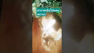 อากาศเย็นๆ นอนสบายๆ #lifeisbutadream #cat #shortsfeed #cooking #travel #food #automobile #funny