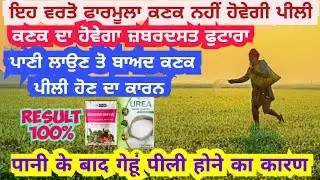 Use this formula, wheat will not turn yellow🌾 increase wheat yield tips