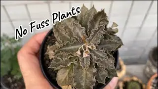 Recommended Easy To Care Plants (Succulent Type)