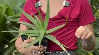Aloe vera the  plant of immortality