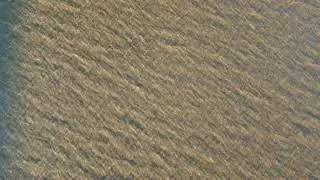 Birds Flying Over Water - Drone 4K Stock Video Footage