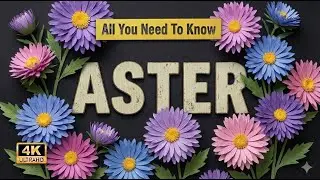 Aster | All You Need To Know About