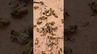 undertaker | bees KEEP a clean house!