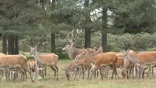 DEER HERD !!!! Walk on by !! Post 2021
