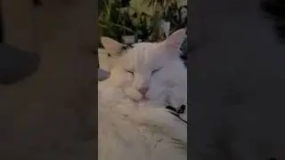 😻Good Night with Snoring Sleepy Kitty ASMR #shorts #cute #turkishcat #cats