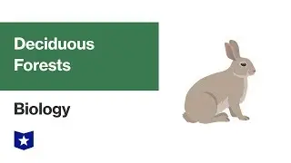 Deciduous Forest Biome | Biology
