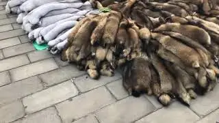 Fox skin fur and raccoon skin fur
