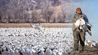 SNOW GOOSE HUNTING MISSOURI! - Spring Migration