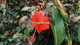 PROJEK SANDIWARA BAHASA JAWA “TIMUN EMAS” OLEH KELOMPOK 3 12 MP 1