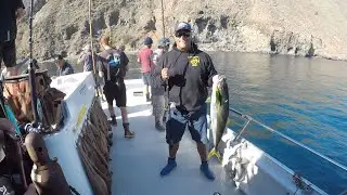 SURFACE IRON YELLOWTAILS / ATFISHING -TORRES CHARTER 2022