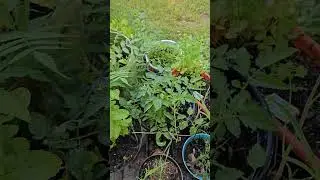 #garden  #heatwave