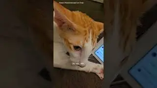 Страшный сон Руфика😴😺 #cat #shorts #funny #comedy