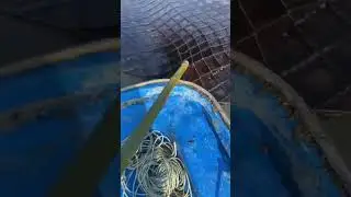 Why do 90% of seaweed farmers use this net