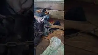 Giving Birth Doberman Puppies | Family Farm Vlog |