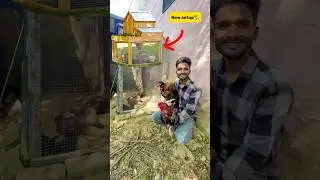 New setup for aseel🏡 #minivlog #breedingpair #petlover #vlog #birds #rabbit #aseel #murga #viral