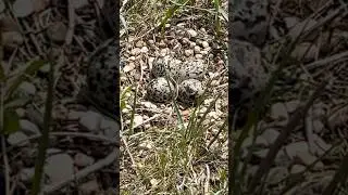 A Killdeer protecting its nest!🐦🎶 #birds #wildlife #nature #killdeer