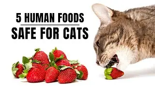 5 Human Foods Safe For Cats #Shorts