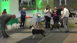 BTCB CETS 2019 - Best Bullterrier