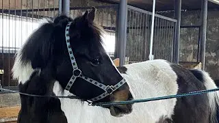 Horse etiquette rules