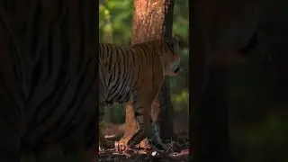Unbelievable Way I Captured This Epic Tiger Footage!