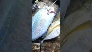 Successful Trevally Hunt😍. Ultralight Fishing in an Island. #fish #fishing #fishingislife #cangkek
