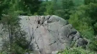 Porcupine poop and den.
