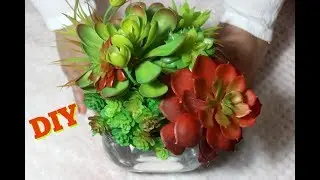 DIY Succulents