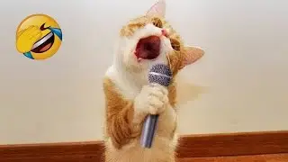 Смешные животные заставят вас смеяться без остановки 😂