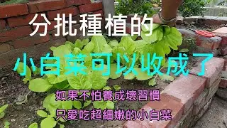 [小白菜種植]01分批種植的小白菜 經過25天後 首批已經進入採收階段 良好的周圍屏障 造就幾無蟲害的....鮮豔脆嫩小白菜...