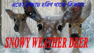 এতো ঠান্ডায় হরিণ থাকে কিভাবে / Snowy Weather Deer