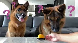 RING THE BELL, GET THE TREAT
