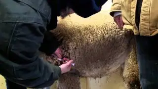 Ivomec shot - alpaca