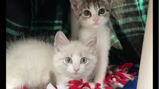 Two Twin White Cats 🐾 Live | Cute & Relaxing Cat Stream