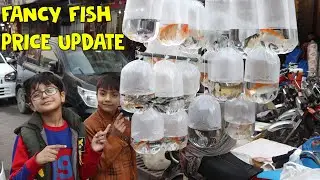 Most Beautiful Fishes 😲 Aquarium Fish Price In Faisalabad 🐠 colorful fish Aquarium Setup