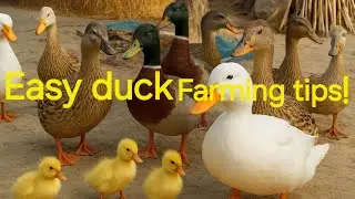 Cute Ducks & Ducklings &ndash; Natural Village Duck Farming | Viral Duck Video 2025