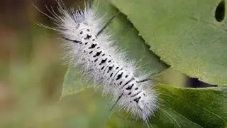 Experts warn invasive caterpillar started to spread UK