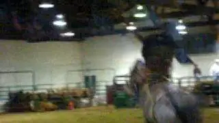 barback ride marlin