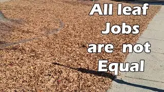 Leaf Removal ( Annoying small Oak leaves)