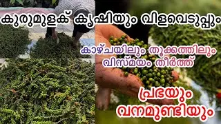 There is nothing more profitable than cultivating pepper knowingly.