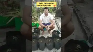 Today transplant winter vegetables #shorts 🇮🇳