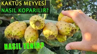 Kaktüs Meyvesi Nasıl toplanır Nasıl yenir?
